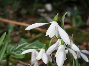 Galanthus nivalis 'Sibbertoft White'